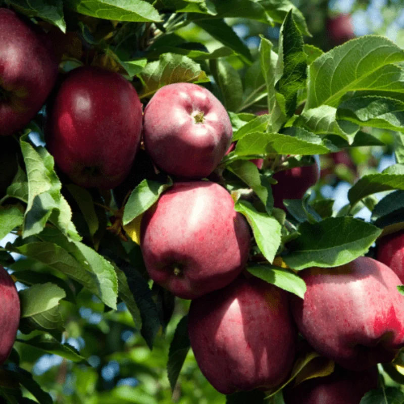 Live Apple Tree Plant – 2-3 Feet Tall Sweet Semi-Dwarf Fruit Tree for Fresh Apple Growing at Home