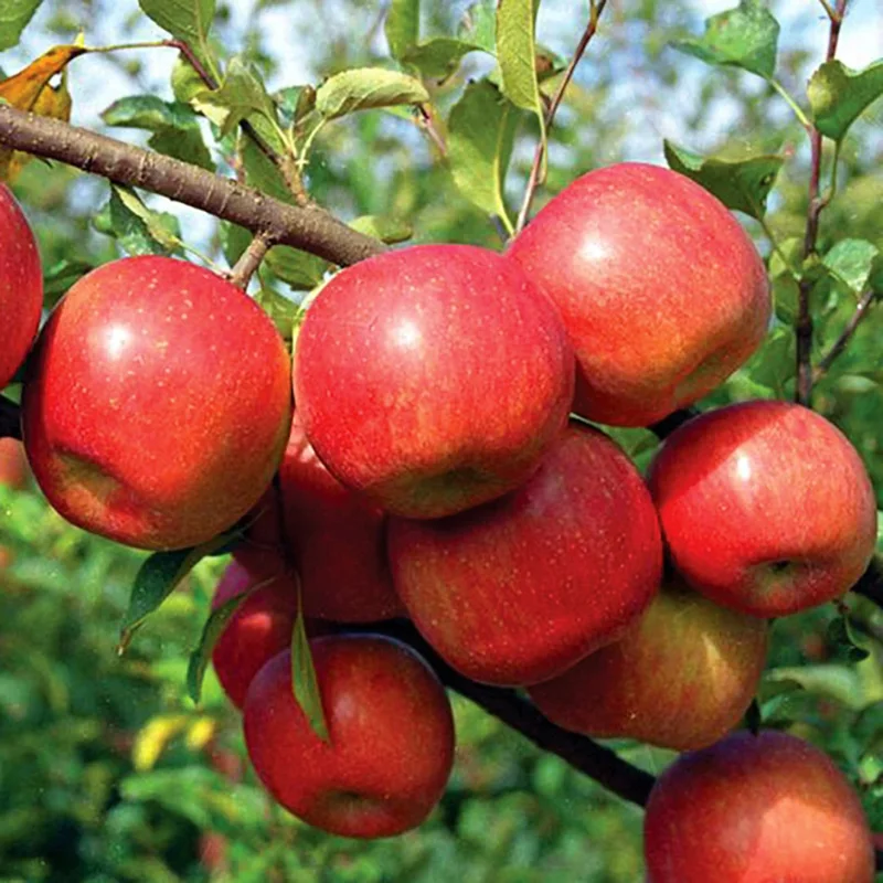 Live Apple Tree Plant – 2-3 Feet Tall Sweet Semi-Dwarf Fruit Tree for Fresh Apple Growing at Home