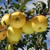 2 Apple Trees Live Plants – Semi-Dwarf Fruit Trees 2 Feet Tall, Perfect for Growing Fresh Apples at Home