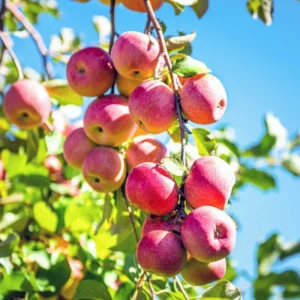 2 Apple Trees Live Plants – Semi-Dwarf Fruit Trees 2 Feet Tall, Perfect for Growing Fresh Apples at Home