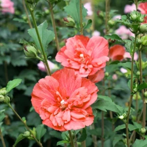 Rose of Sharon Live Plants – Hardy Althea Hibiscus Shrubs Perfect for Gorgeous Outdoor Gardens