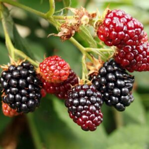 Blackberry Plants, Set 2 Thornless Blackberry Plants Live for Planting, Blackberry Bush Live Plant, Blackberries Plants, Fruit Bushes Live Plant 5 to 9 Inches Tall