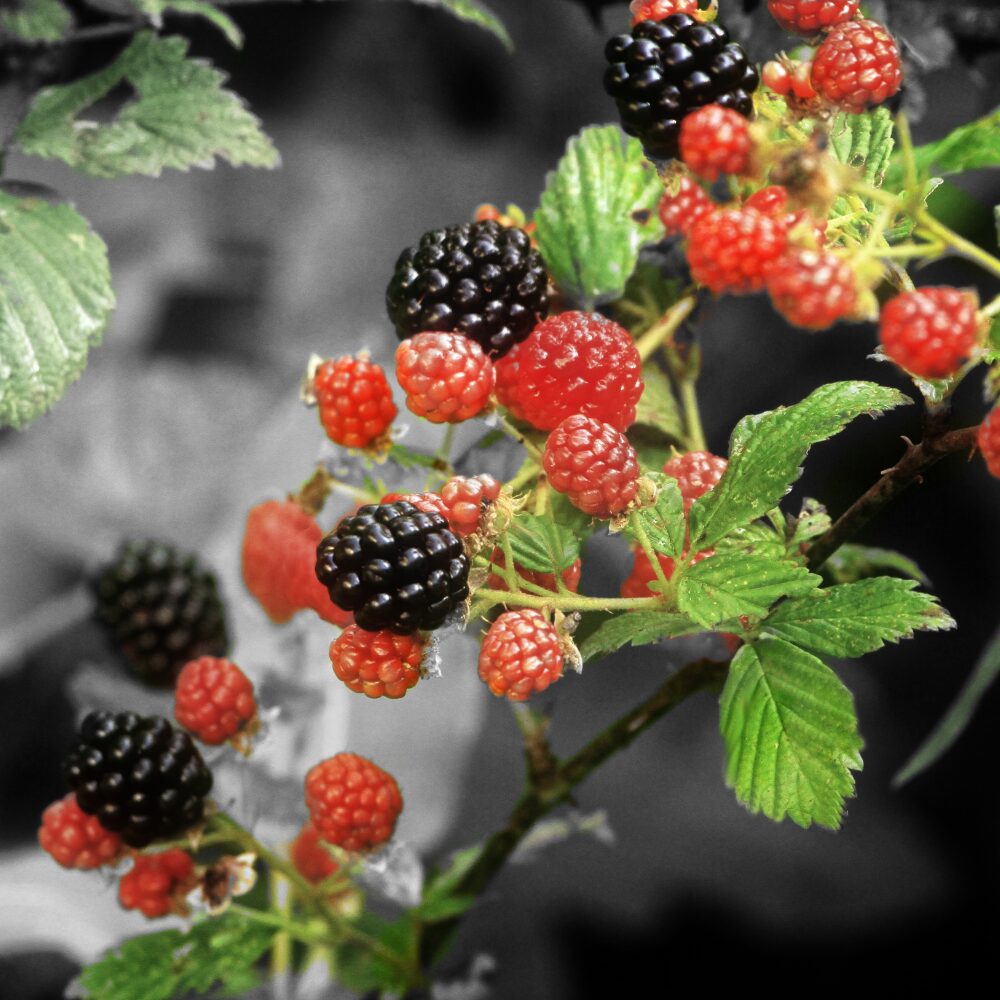 2 Thornless Blackberry Plants Live for Planting, Triple Crown Blackberry Bush Live Plant, Blackberries Plants, Fruit Bushes 5 to 9 Inches Tall - Image 5