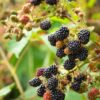 2 Thornless Blackberry Plants Live for Planting, Triple Crown Blackberry Bush Live Plant, Blackberries Plants, Fruit Bushes 5 to 9 Inches Tall