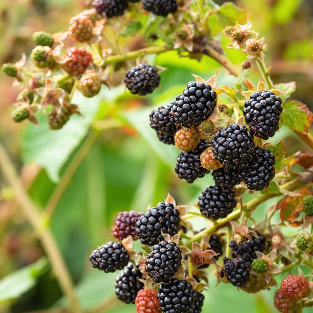2 Thornless Blackberry Plants Live for Planting, Triple Crown Blackberry Bush Live Plant, Blackberries Plants, Fruit Bushes 5 to 9 Inches Tall