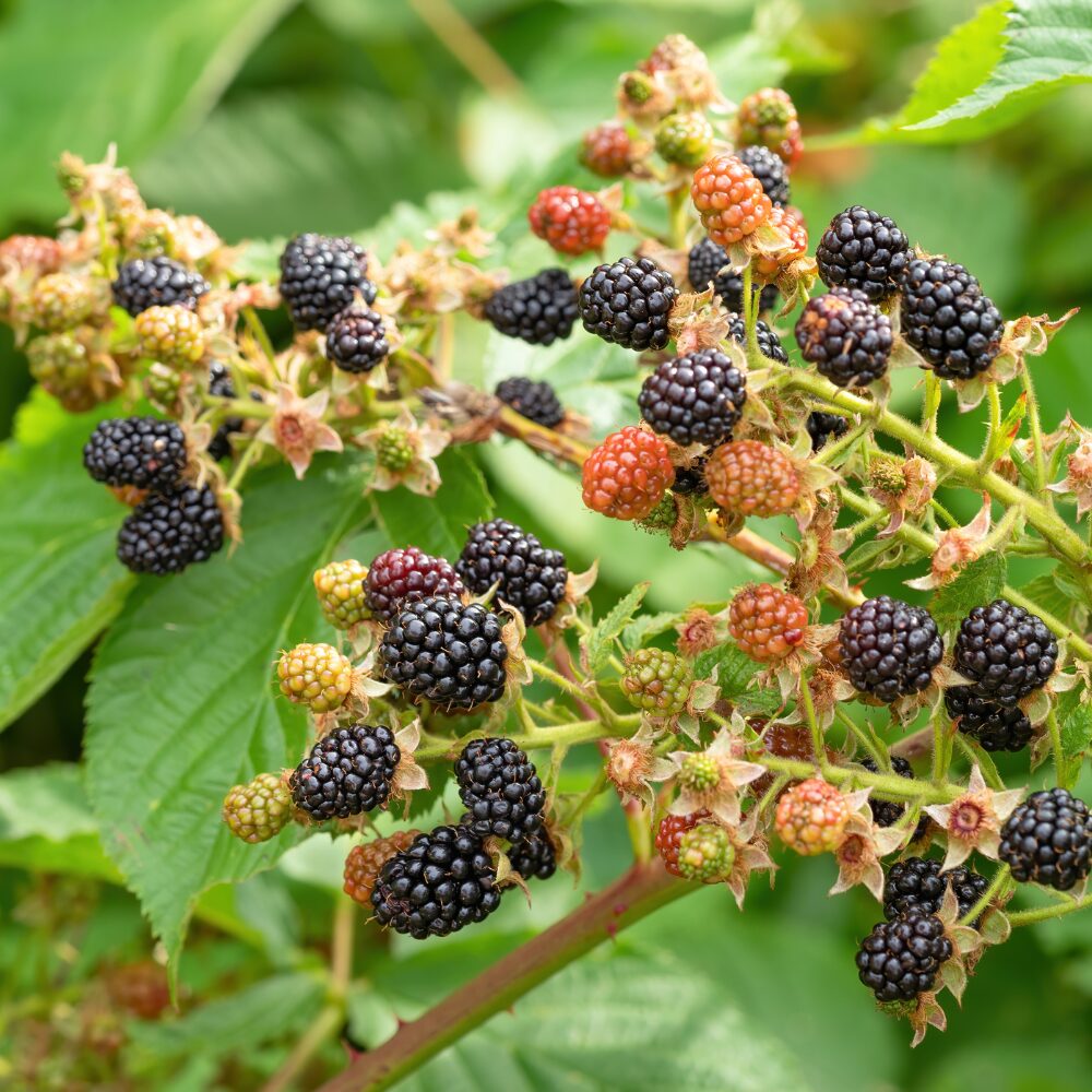 2 Blackberry Plants, Thornless Blackberry Plants Live, Blackberry Bush Live Plant, Blackberries Plants for Planting, Fruit Bushes Live Plant, Blackberry Fruit Trees 5 to 9 Inches Tall - Image 2