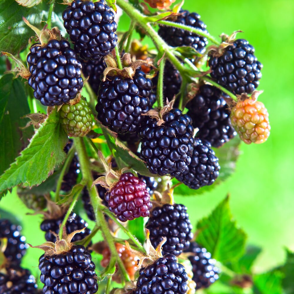 2 Blackberry Plants, Thornless Blackberry Plants Live, Blackberry Bush Live Plant, Blackberries Plants for Planting, Fruit Bushes Live Plant, Blackberry Fruit Trees 5 to 9 Inches Tall - Image 7