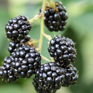 Alternative view of Blackberry Plants, Pack 2 Thornless Blackberry Plants Live for Planting, Blackberry Bush Live Plant, Blackberries Plants, Fruit Bushes Live Plant, Blackberry Fruit Trees 5 to 9 Inches Tall