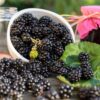 2 Blackberry Plants, Thornless Blackberry Plants Live, Blackberry Bush Live Plant, Blackberries Plants for Planting, Fruit Bushes Live Plant, Blackberry Fruit Trees 5 to 9 Inches Tall