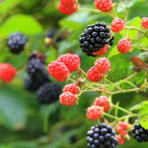 Set 2 Blackberry Plants Live, Navaho Blackberries Plants for Planting, Blackberry Bush Live Plant, Fruit Trees Live Plant 5 to 9 Inches Tall