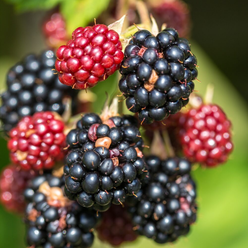 2 Thornless Blackberry Plants Live for Planting, Triple Crown Blackberry Bush Live Plant, Blackberries Plants, Fruit Bushes 5 to 9 Inches Tall - Image 4