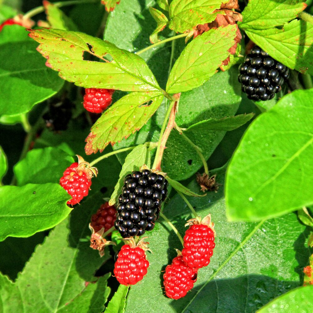 2 Blackberry Plants, Thornless Blackberry Plants Live, Blackberry Bush Live Plant, Blackberries Plants for Planting, Fruit Bushes Live Plant, Blackberry Fruit Trees 5 to 9 Inches Tall - Image 5