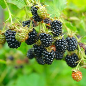 Blackberry Plants, Pack 2 Thornless Blackberry Plants Live for Planting, Blackberry Bush Live Plant, Blackberries Plants, Fruit Bushes Live Plant, Blackberry Fruit Trees 5 to 9 Inches Tall