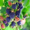 2 Chester Blackberry Plants, Thornless Blackberry Plants Live for Planting, Blackberry Bush, Blackberries Plants, Fruit Bushes Live Plant, Blackberries Fruit Trees 5 to 9 Inches Tall