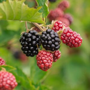 Alternative view of 2 Chester Blackberry Plants, Thornless Blackberry Plants Live for Planting, Blackberry Bush, Blackberries Plants, Fruit Bushes Live Plant, Blackberries Fruit Trees 5 to 9 Inches Tall