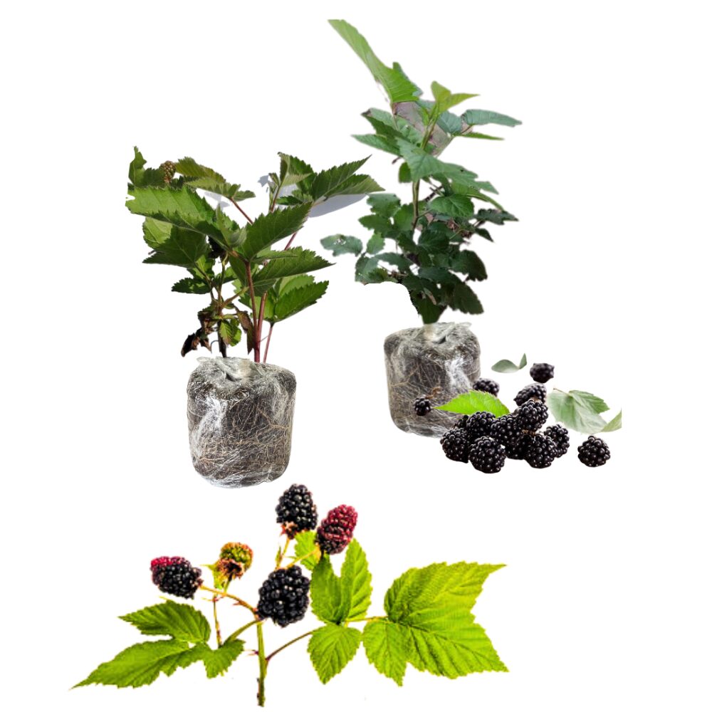 2 Blackberry Plants, Thornless Blackberry Plants Live, Blackberry Bush Live Plant, Blackberries Plants for Planting, Fruit Bushes Live Plant, Blackberry Fruit Trees 5 to 9 Inches Tall - Image 4