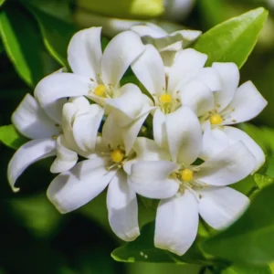 Orange Jasmine Plant Live, 3 Gallon Pot, Jasmine Flower Plant Pot Live for Your Flower Garden