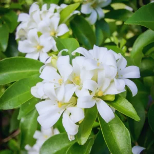 Orange Jasmine Plant Live, 3 Gallon Pot, Jasmine Flower Plant Pot Live for Your Flower Garden