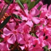 Pink Oleander Plants Live, 2 Small Plants, Live Oleander Flower Plants, Tropical Plant Live Shrub Plants