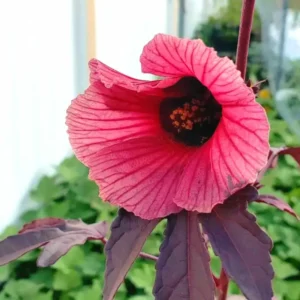Red Leaf Hibiscus Plants Live, Set 2 of Live Cranberry Hibiscus Plants, Hibiscus Flower Plants Indoor Outdoor