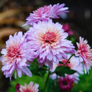 Chrysanthemum Plants Live Tree Well Rooted, 4 To 6 Inches Tall, Mums Plants Live, 2 Plants For The Patio And Garden (Pink)