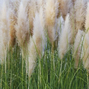 Pampas Grass Plants, 2 Plants Are from 4 to 6 Inches Tall, White Pampas Grass Live Starter Plants, No Pot