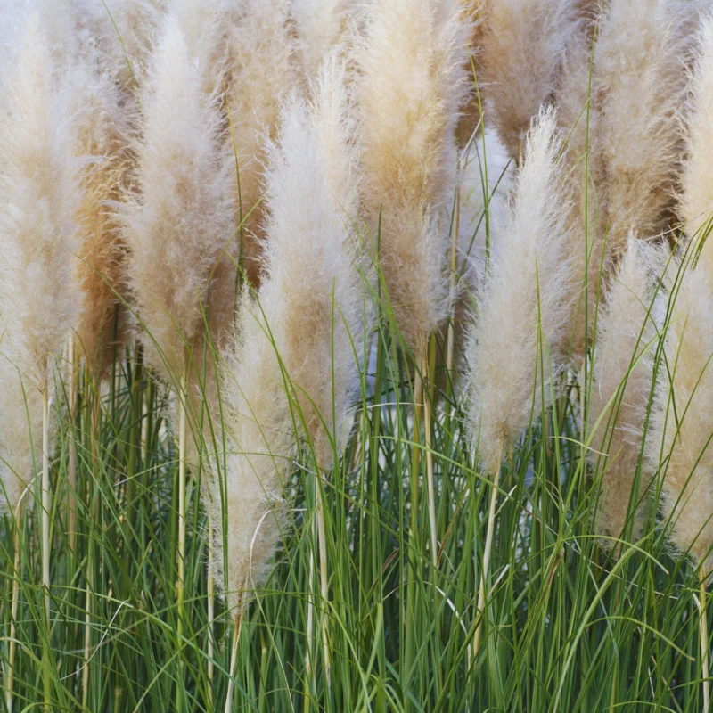 Pampas Grass Plants, 2 Plants Are from 4 to 6 Inches Tall, White Pampas Grass Live Starter Plants, No Pot