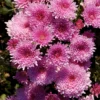 Chrysanthemum Plants Live Tree Well Rooted, 4 To 6 Inches Tall, Mums Plants Live, 2 Plants For The Patio And Garden (Pink)