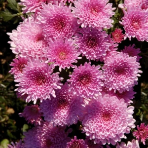 Chrysanthemum Plants Live Tree Well Rooted, 4 To 6 Inches Tall, Mums Plants Live, 2 Plants For The Patio And Garden (Pink)