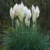 Pampas Grass Plants, 2 Plants Are from 4 to 6 Inches Tall, White Pampas Grass Live Starter Plants, No Pot