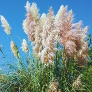 Pampas Grass Plants, 2 Plants Are from 4 to 6 Inches Tall, White Pampas Grass Live Starter Plants, No Pot