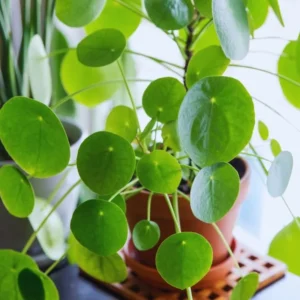 Peperomia Pilea Plants Live, 2 Plants, Live Money Tree Plants, Peperomia Pilea Live Plant, No Pot