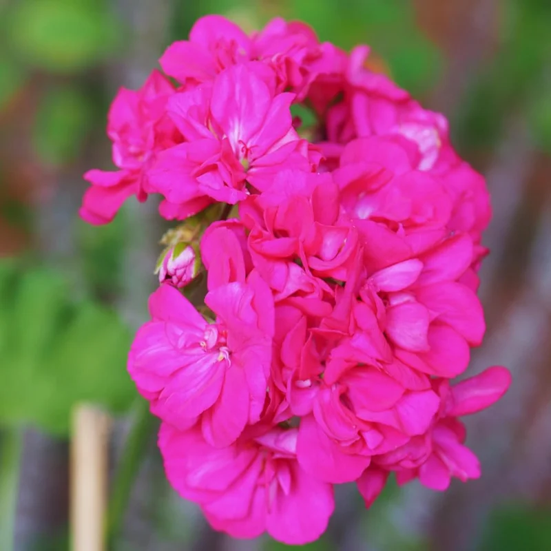 Pink Geranium Plants Live, 2 Plants, Geranium Flower Plants, Size Plant 4 Inches