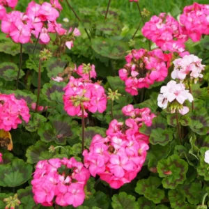 Pink Geranium Plants Live, 2 Plants, Geranium Flower Plants, Size Plant 4 Inches