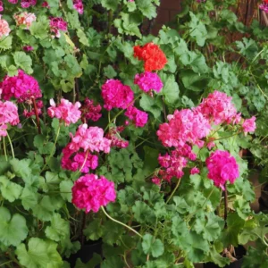 Pink Geranium Plants Live, 2 Plants, Geranium Flower Plants, Size Plant 4 Inches