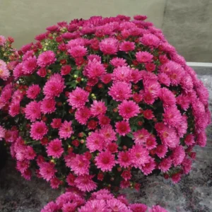 Chrysanthemum Plants Live Tree Well Rooted, 4 To 6 Inches Tall, Mums Plants Live, 2 Plants For The Patio And Garden (Pink)