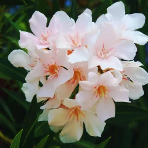 Salmon Oleander Plants Live, 2 Small Plants, Live Oleander Flower Plants, Tropical Plant Live Shrub