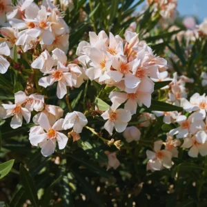 Salmon Oleander Plants Live, 2 Small Plants, Live Oleander Flower Plants, Tropical Plant Live Shrub