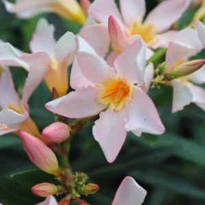 Salmon Oleander Plants Live, 2 Small Plants, Live Oleander Flower Plants, Tropical Plant Live Shrub