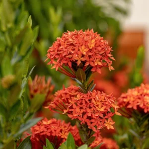 2 Dwaft Ixora Plants Live, Flowers Plants, Live Ixora Plants from 4 Inc Tall Well Rooted (Red)
