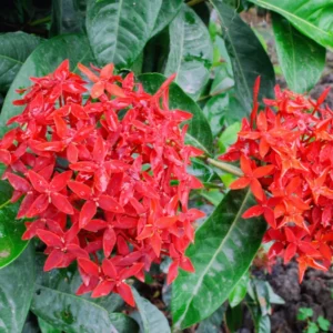 2 Dwaft Ixora Plants Live, Flowers Plants, Live Ixora Plants from 4 Inc Tall Well Rooted (Red)