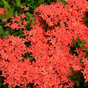 2 Dwaft Ixora Plants Live, Flowers Plants, Live Ixora Plants from 4 Inc Tall Well Rooted (Red)
