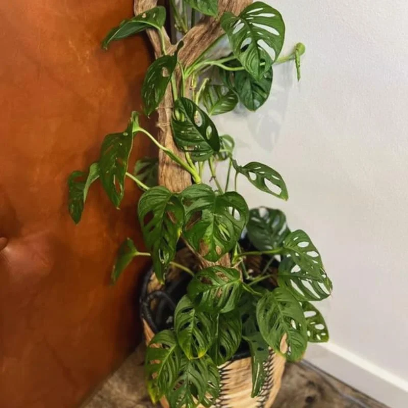 Monstera Adansonii Live Plants, Swiss Cheese Plants Live, 4 to 6 Inches Tall, 2 Plants, Live House Plants Planting