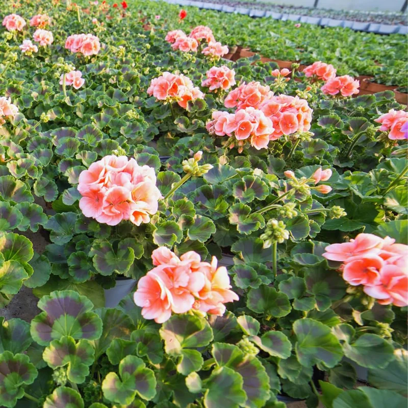 Salmon Geranium Plants Live, 2 Plants, Geranium Flower Plants, Size Plant 4 Inches