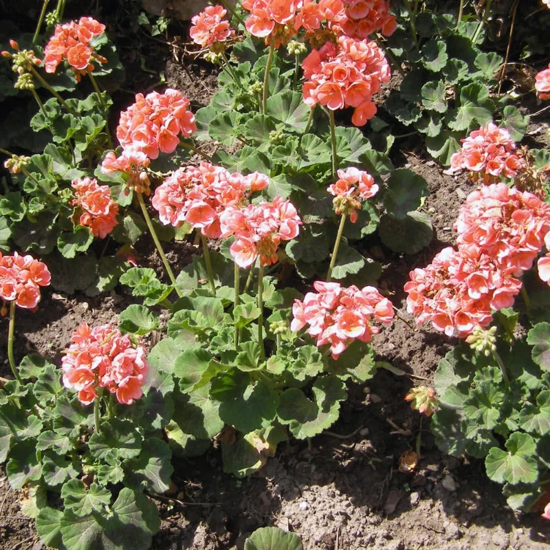 Salmon Geranium Plants Live, 2 Plants, Geranium Flower Plants, Size Plant 4 Inches