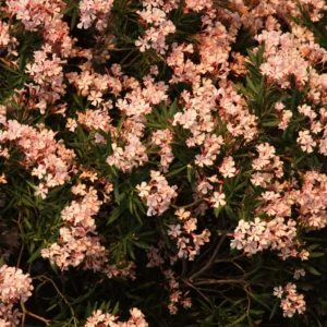 Salmon Oleander Plants Live, 2 Small Plants, Live Oleander Flower Plants, Tropical Plant Live Shrub