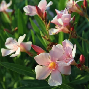 Salmon Oleander Plants Live, 2 Small Plants, Live Oleander Flower Plants, Tropical Plant Live Shrub