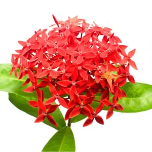 2 Dwaft Ixora Plants Live, Flowers Plants, Live Ixora Plants from 4 Inc Tall Well Rooted (Red)