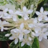 2 Dwaft Ixora Plants Live, Flowers Plants, Live Ixora Plants from 4 Inc Tall Well Rooted (White)