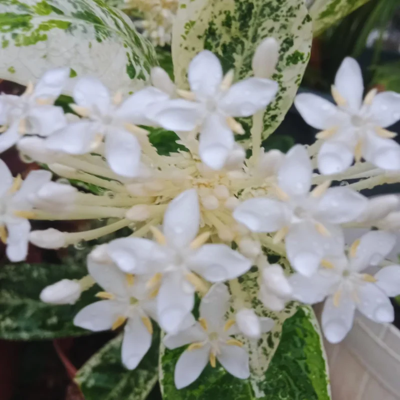 2 Dwaft Ixora Plants Live, Flowers Plants, Live Ixora Plants from 4 Inc Tall Well Rooted (White)